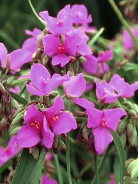 Tradescantia red grappe